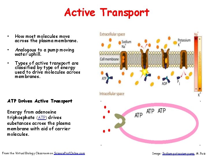 Active Transport • How most molecules move across the plasma membrane. • Analogous to