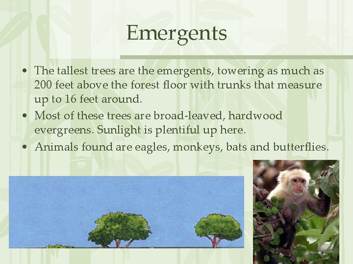 Emergents • The tallest trees are the emergents, towering as much as 200 feet