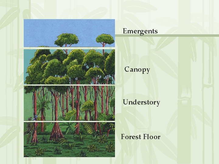 Emergents Canopy Understory Forest Floor 