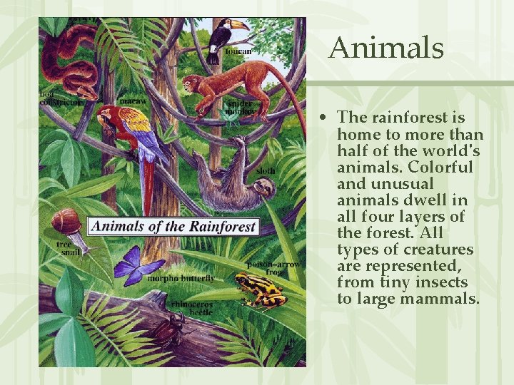 Animals • The rainforest is home to more than half of the world's animals.