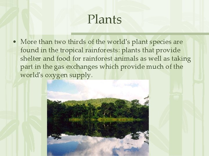 Plants • More than two thirds of the world's plant species are found in