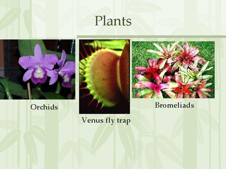 Plants Bromeliads Orchids Venus fly trap 