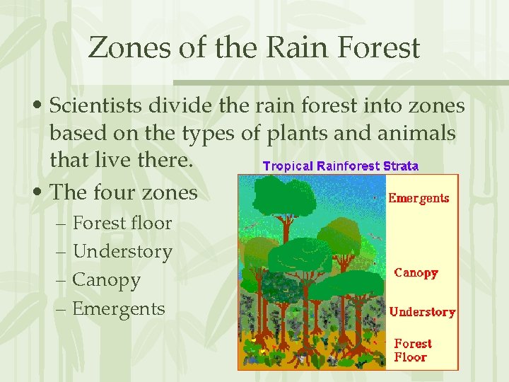 Zones of the Rain Forest • Scientists divide the rain forest into zones based