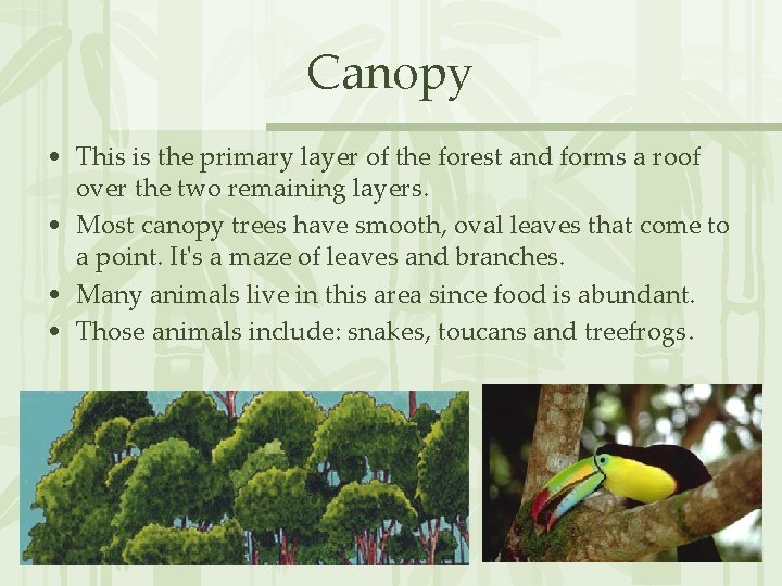 Canopy • This is the primary layer of the forest and forms a roof