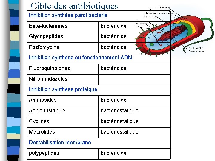 Cible des antibiotiques Inhibition synthèse paroi bactérie Béta-lactamines bactéricide Glycopeptides bactéricide Fosfomycine bactéricide Inhibition