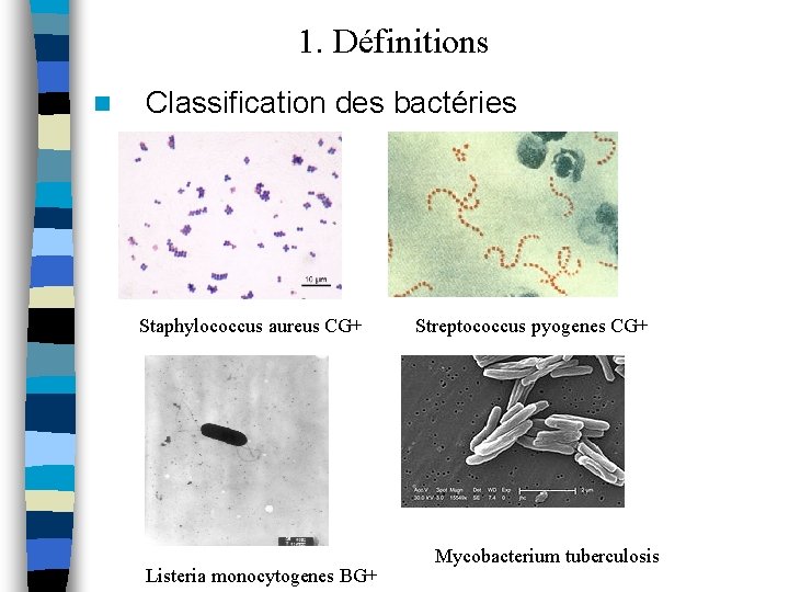 1. Définitions n Classification des bactéries Staphylococcus aureus CG+ Listeria monocytogenes BG+ Streptococcus pyogenes