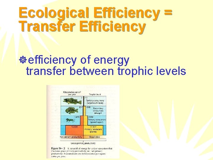 Ecological Efficiency = Transfer Efficiency ]efficiency of energy transfer between trophic levels 