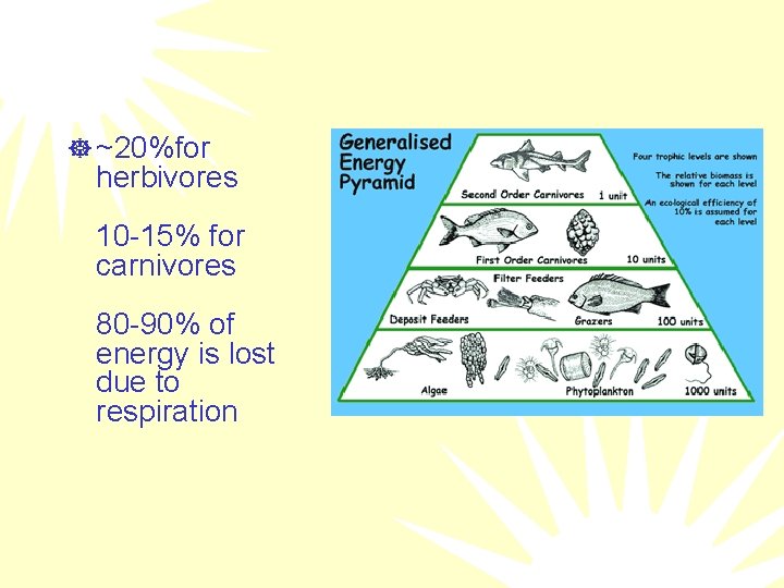 ] ~20%for herbivores 10 -15% for carnivores 80 -90% of energy is lost due