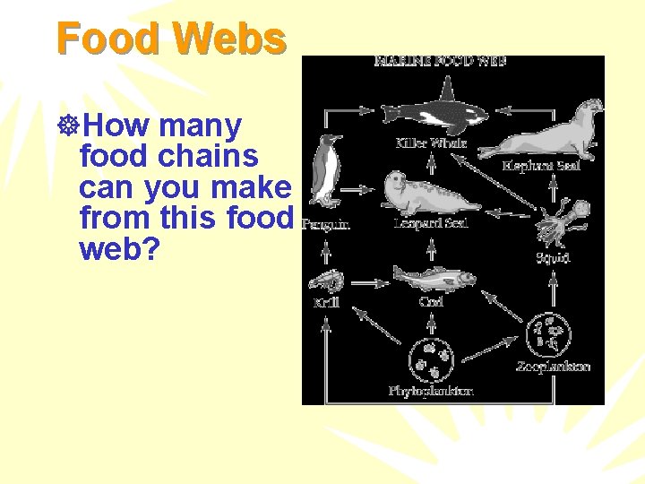 Food Webs ]How many food chains can you make from this food web? 