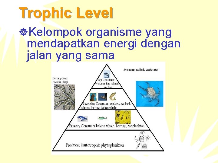 Trophic Level ]Kelompok organisme yang mendapatkan energi dengan jalan yang sama 