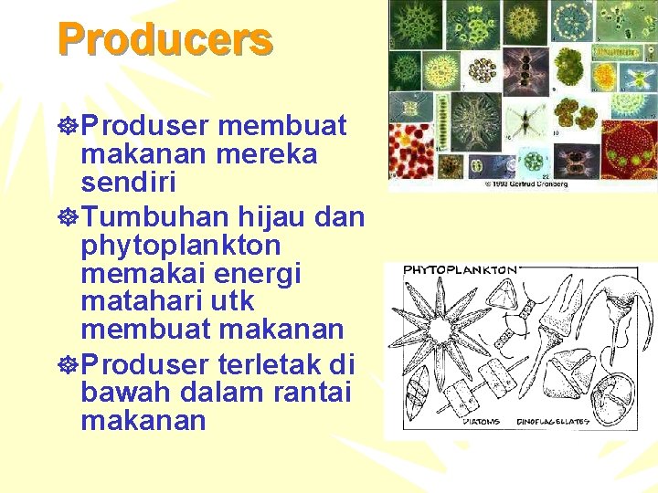 Producers ] Produser membuat makanan mereka sendiri ] Tumbuhan hijau dan phytoplankton memakai energi