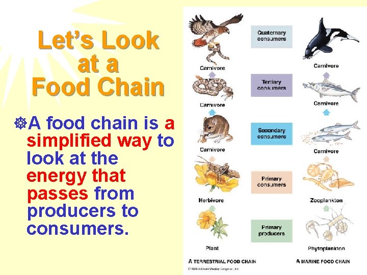 Let’s Look at a Food Chain ]A food chain is a simplified way to