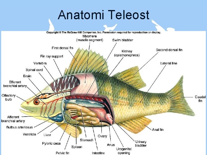 Anatomi Teleost 