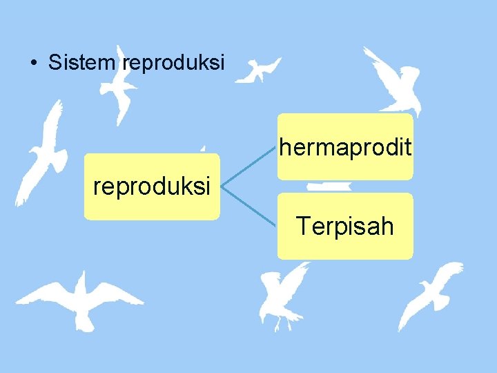  • Sistem reproduksi hermaprodit reproduksi Terpisah 