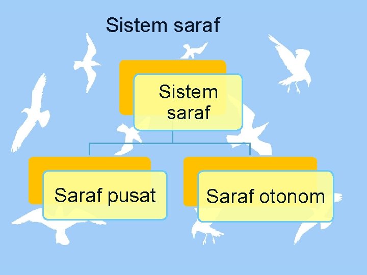 Sistem saraf Saraf pusat Saraf otonom 