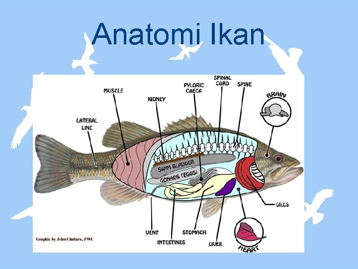 Anatomi Ikan 