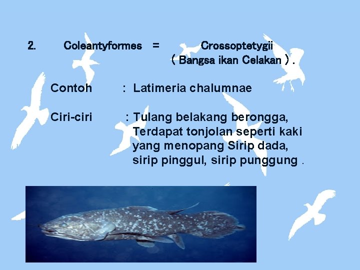 2. Coleantyformes = Crossoptetygii ( Bangsa ikan Celakan ). Contoh : Latimeria chalumnae Ciri-ciri