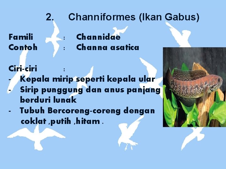 2. Famili Contoh Channiformes (Ikan Gabus) : : Channidae Channa asatica Ciri-ciri : -