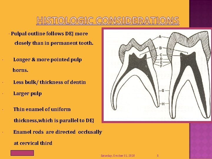  Pulpal outline follows DEJ more closely than in permanent tooth. Longer & more