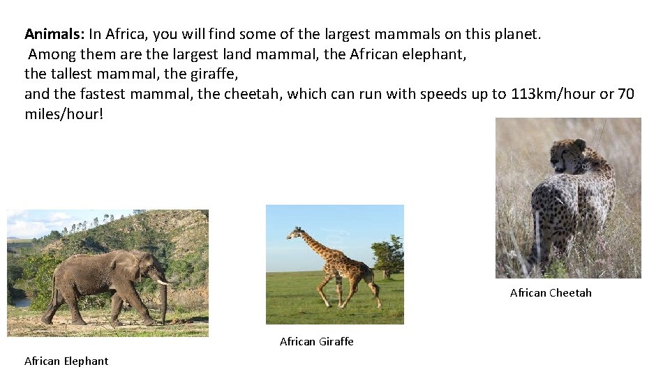 Animals: In Africa, you will find some of the largest mammals on this planet.