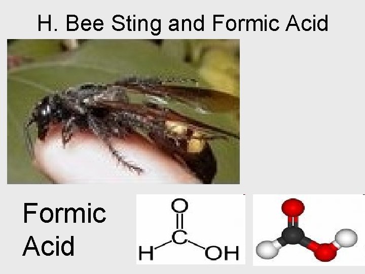 H. Bee Sting and Formic Acid 