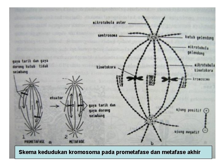 Skema kedudukan kromosoma pada prometafase dan metafase akhir 