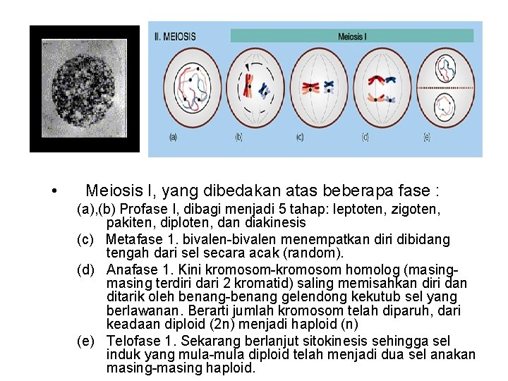  • Meiosis I, yang dibedakan atas beberapa fase : (a), (b) Profase I,