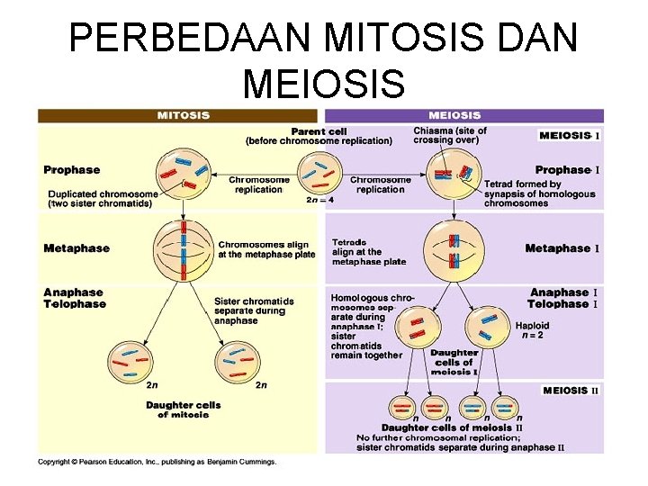 PERBEDAAN MITOSIS DAN MEIOSIS 