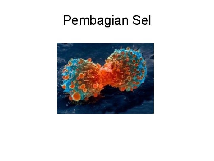 Pembagian Sel 