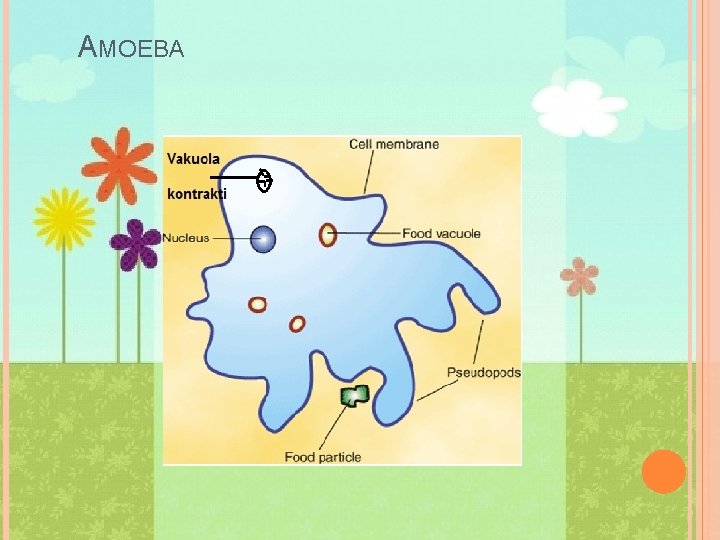 AMOEBA 