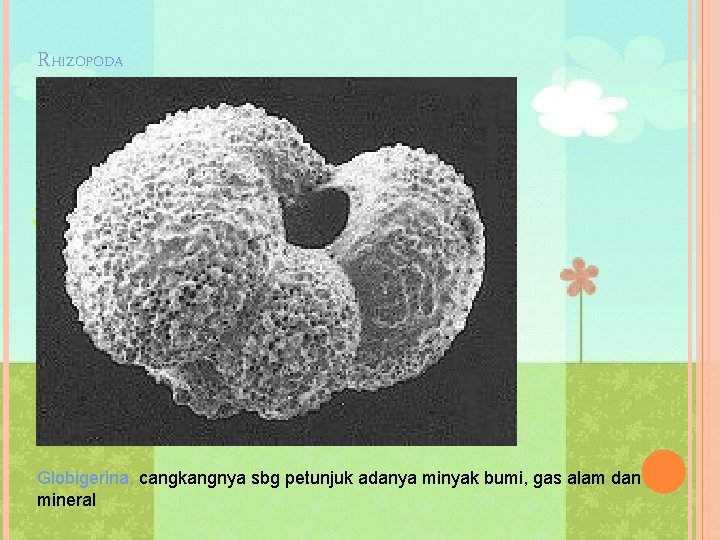 RHIZOPODA Globigerina, cangkangnya sbg petunjuk adanya minyak bumi, gas alam dan mineral 