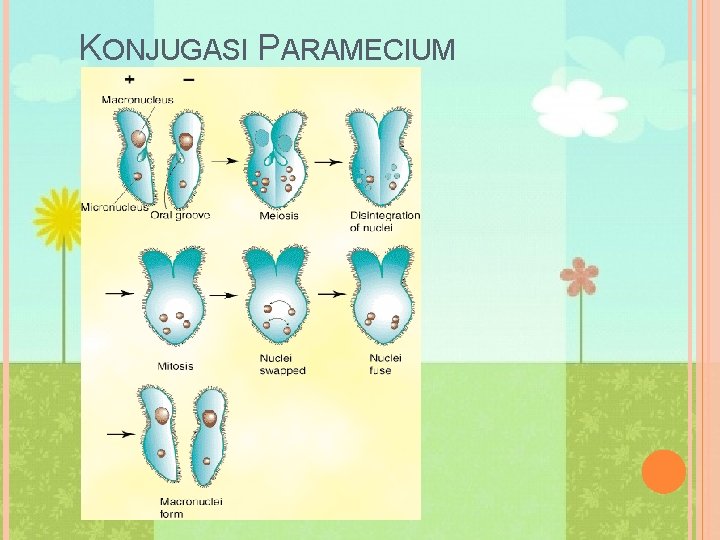 KONJUGASI PARAMECIUM 