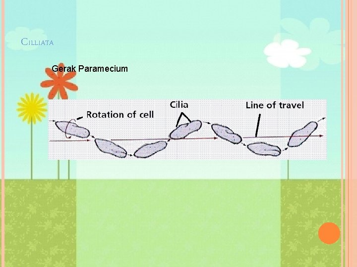 CILLIATA Gerak Paramecium 