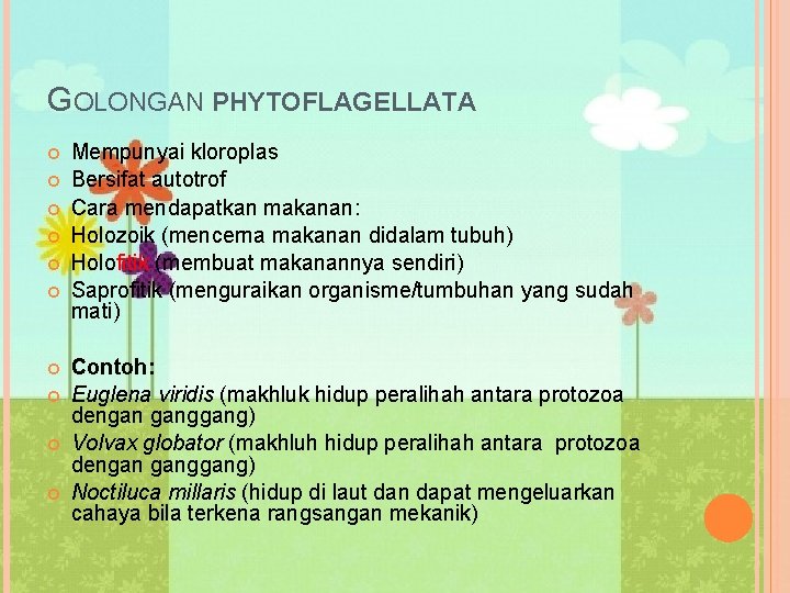 GOLONGAN PHYTOFLAGELLATA Mempunyai kloroplas Bersifat autotrof Cara mendapatkan makanan: Holozoik (mencerna makanan didalam tubuh)