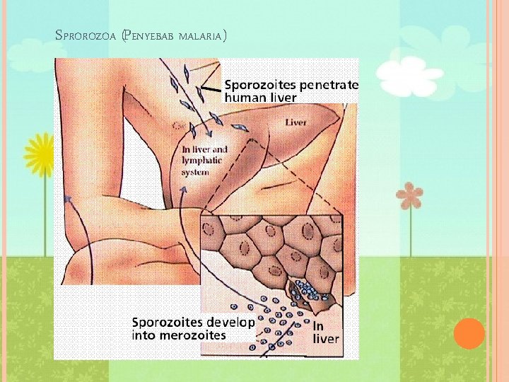 SPROROZOA (PENYEBAB MALARIA) 