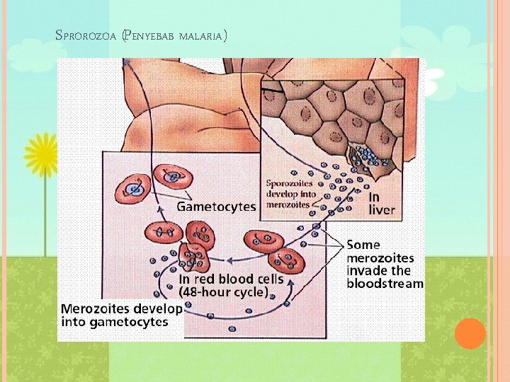 SPROROZOA (PENYEBAB MALARIA) 