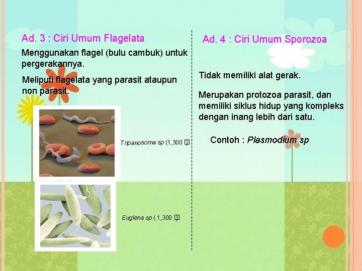 Ad. 3 : Ciri Umum Flagelata Ad. 4 : Ciri Umum Sporozoa Menggunakan flagel