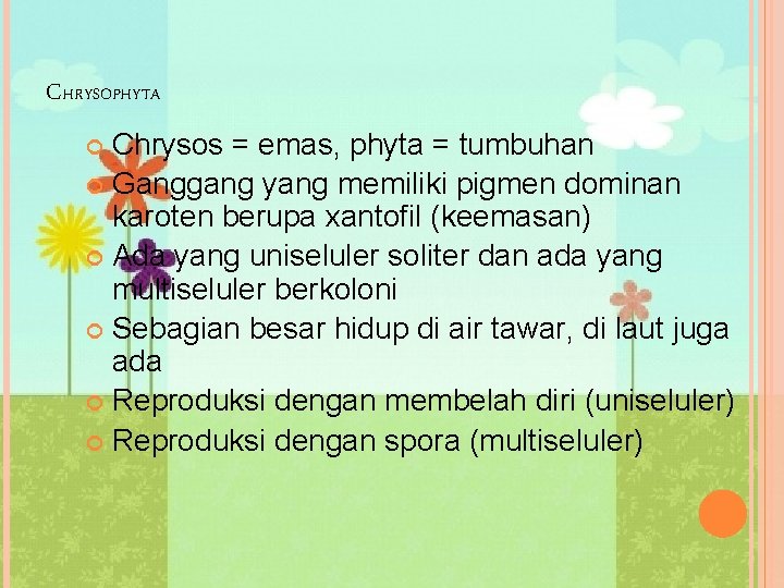 CHRYSOPHYTA Chrysos = emas, phyta = tumbuhan Ganggang yang memiliki pigmen dominan karoten berupa