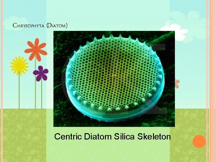 CHRYSOPHYTA (DIATOM) Centric Diatom Silica Skeleton 