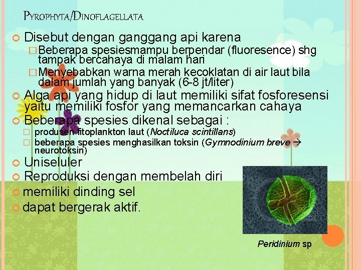 PYROPHYTA/DINOFLAGELLATA Disebut dengan gang api karena � Beberapa spesiesmampu berpendar (fluoresence) shg tampak bercahaya