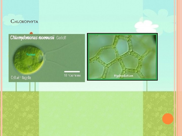 CHLOROPHYTA 