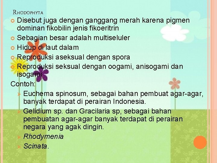 RHODOPHYTA Disebut juga dengan gang merah karena pigmen dominan fikobilin jenis fikoeritrin Sebagian besar