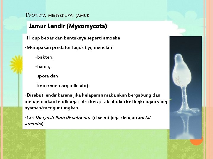 PROTISTA MENYERUPAI JAMUR Jamur Lendir (Myxomycota) -Hidup bebas dan bentuknya seperti amoeba -Merupakan predator