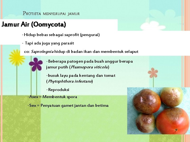 PROTISTA MENYERUPAI JAMUR Jamur Air (Oomycota) -Hidup bebas sebagai saprofit (pengurai) - Tapi ada