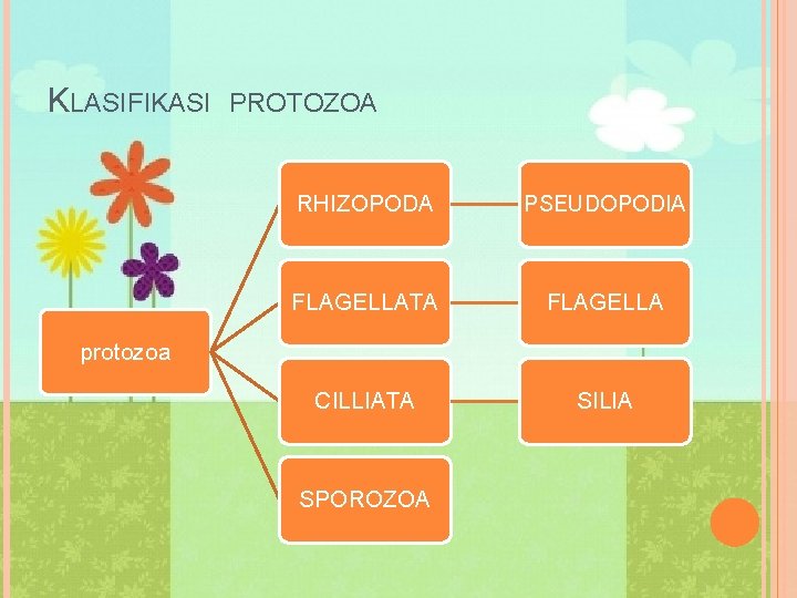 KLASIFIKASI PROTOZOA RHIZOPODA PSEUDOPODIA FLAGELLATA FLAGELLA CILLIATA SILIA protozoa SPOROZOA 