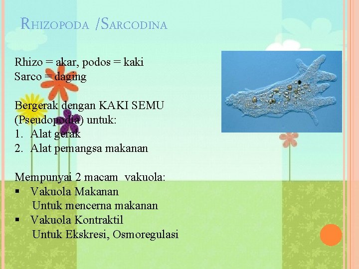 RHIZOPODA /SARCODINA Rhizo = akar, podos = kaki Sarco = daging Bergerak dengan KAKI