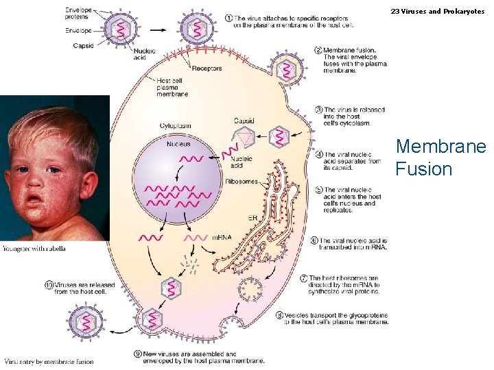 Biology, Seventh Edition CHAPTER 23 Viruses and Prokaryotes Membrane Fusion Copyright © 2005 Brooks/Cole