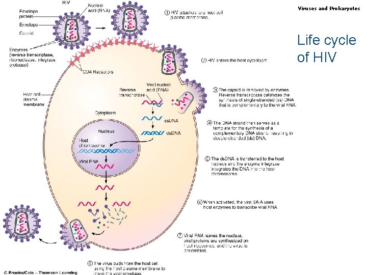Biology, Seventh Edition CHAPTER 23 Viruses and Prokaryotes Life cycle of HIV Copyright ©