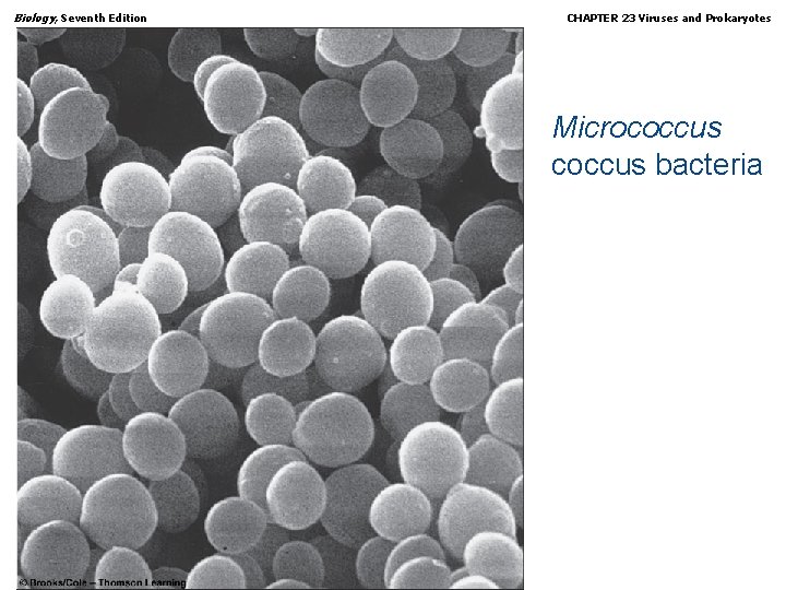 Biology, Seventh Edition CHAPTER 23 Viruses and Prokaryotes Micrococcus bacteria Copyright © 2005 Brooks/Cole