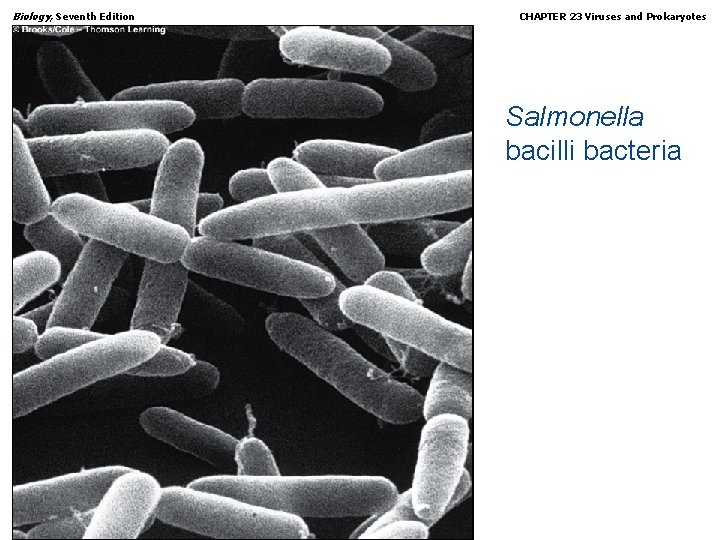 Biology, Seventh Edition CHAPTER 23 Viruses and Prokaryotes Salmonella bacilli bacteria Copyright © 2005